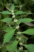 HSeeds Lycopus Americanus American Bugleweed Common Water Horehound 300+... - $73.81 MXN