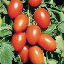 Best SELLER USA 10 Seeds Lisa Dette Tomato Seeds - $5.60