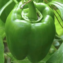 60+ Emerald Giant Bell Pepper Seeds Sweet Non Gmo Heirloom Organic Fresh New - £10.71 GBP