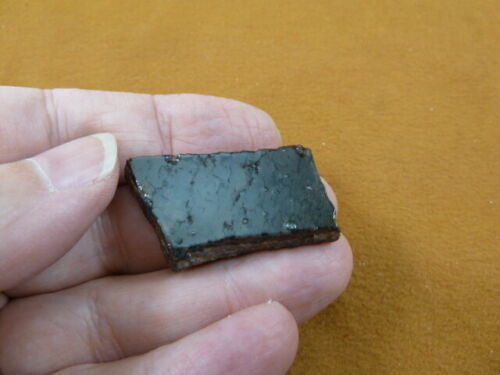 DF300-24) small Fossil REAL DINOSAUR Bone Slice Jurassic Dino love dinos... - $9.49