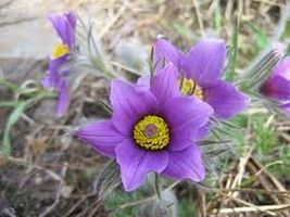 25 Pcs Violet Pasque Anemone Flower Seeds #MNSS - £11.79 GBP