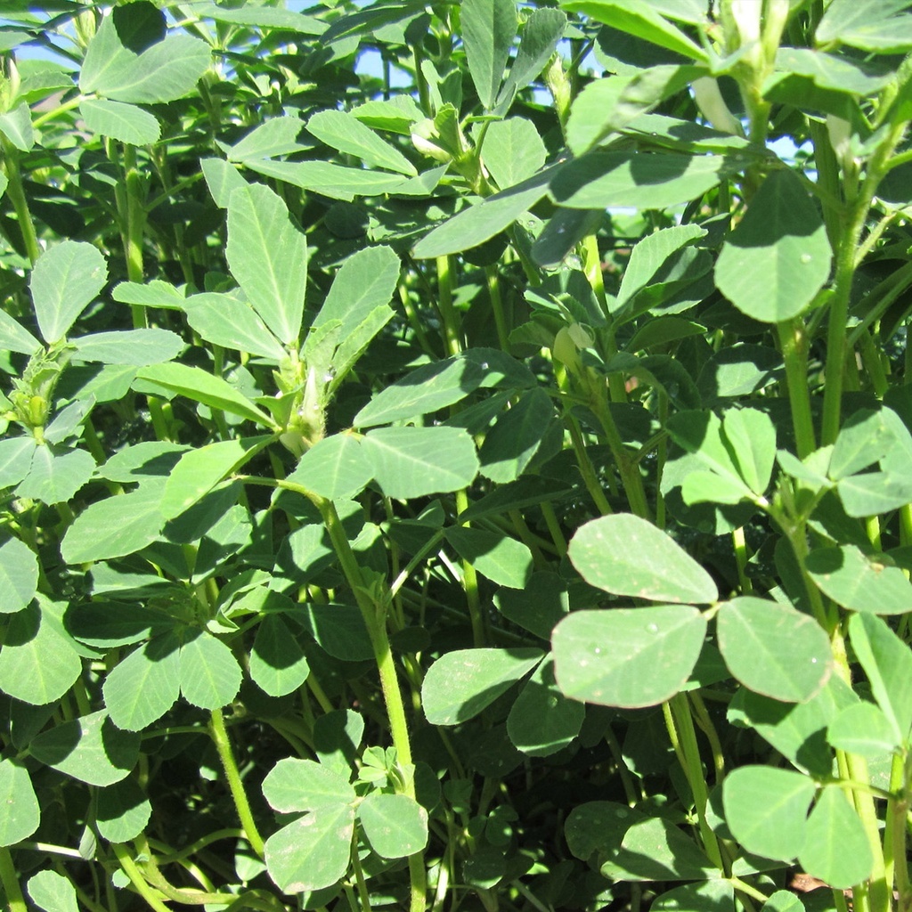 300 Non-GMO Fenugreek Seeds - Versatile Herb for Culinary  - $5.98