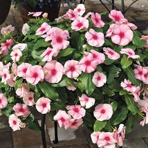 40 Seeds Peach Colored Vinca Periwinkle Fragrant Long Lasting Annual Flower - £13.27 GBP