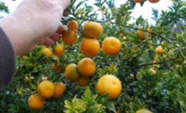 Citrus X Myrtifolia Chinotto, 2.5 Inch Container, Florida Only!!! - £44.10 GBP