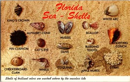 Vtg Postcard Florida Sea - Shells, washed ashore by the seaseless tide. - £4.56 GBP