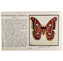 Rothschildia Jorulla Moth 1934 Butterflies America Antique Insect Art PC... - $374.24 MXN