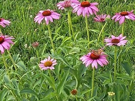 75+ Echinacea Purple Coneflower Seeds Medicinal Herbal Seeds Wildflower 2021 E1 - $3.28