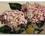 Cluster of Hydrangea Flowers on Branch UNP DB Postcard Z5 - $2.92