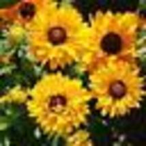 100 Seeds Black Eyed Susan Goldilocks Rudbeckia Double Blooms Rare! Non-GMO - £9.59 GBP