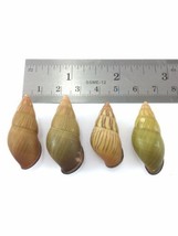 #41 Amphidromus Noriokowasoei Lot Of 4 Land Tree Snail Shell Vietnam 30.... - $18.42