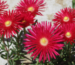 100 Pc Seeds Gelato Bright Red Ice Plant Livingstone Daisy Seeds for Planting RK - £13.39 GBP