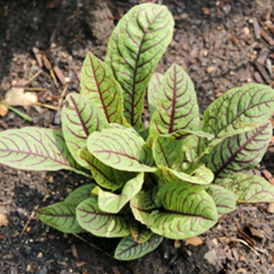 Bloody Dock Red Sorrel Salad Greens Fresh Gardening - $15.92