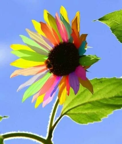 Fresh New 25 Rainbow Sunflower Seeds Plants Garden Planting - £10.37 GBP