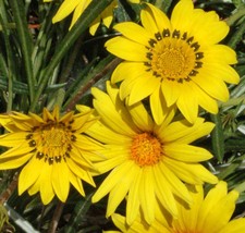 30 Gazania Golden Yellow Seeds Drought-Tolerant Flower Reseeding Annual - $17.96