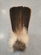 Eurasian Blue Jay Bird Full Tail Feathers JB3 - £11.66 GBP