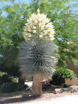 Yucca Rigida, Blue Yuca Exotic Rare Agave Garden Desert Tree Like Seed 50 Seeds - £7.86 GBP