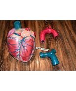 Anatomical Human Teaching 3D Model Heart  with 2 Detachable Parts Vintag... - $111.69 CAD