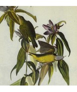 Connecticut Warbler Bird 1946 Color Plate Print John James Audubon Natur... - €25,83 EUR