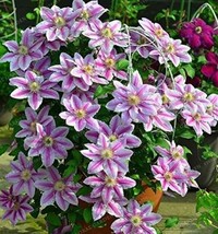 Hot Selling100 Seeds Mix Clematis Bonsai Flower Flowers Climbing Clematis Plants - £8.64 GBP