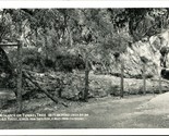 Monarch Tunnel Tree Santa Rosa California CA UNP B&amp;W Chrome Postcard B3 - $4.90