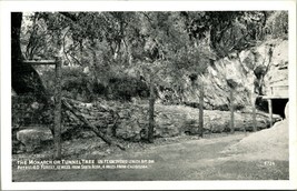 Monarch Tunnel Tree Santa Rosa California CA UNP B&amp;W Chrome Postcard B3 - £3.85 GBP