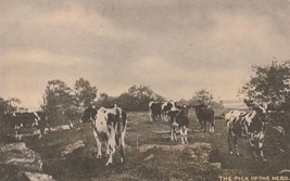 Postcard The Pick Of The Herd Cattle Vintage Hand Colored - $9.95