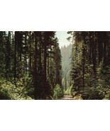 Vintage POSTCARD FIR LINED HIGHWAYS OF THE PACIFIC NORTHWEST 1950&#39;s UNPO... - $2.71 CAD