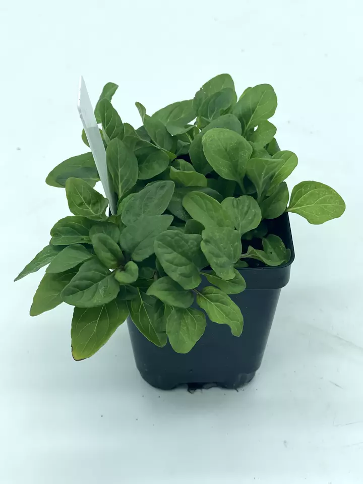 Self Heal / All Heal Starter Plant - Prunella Vulgaris - Great Cool Seas... - $27.00