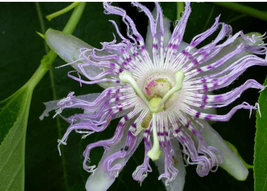 Passion flower live plant, Organic, Native, edible Maypop, Passiflora in... - $12.00