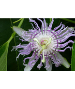 Passion flower live plant, Organic, Native, edible Maypop, Passiflora in... - £9.45 GBP
