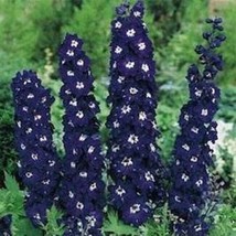 50 Delphinium Seeds Pacific Giant King Arthur Flower Seeds Perennial Fresh Seeds - $22.00