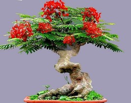 MBK 5 Royal Poinciana Red Flame Tree Seeds Delonix Regia Tropical Flambo... - $245.71 MXN