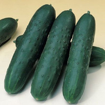 25 Seeds Saber Cucumbers Planting Edible Food Canning Pickling - £5.74 GBP