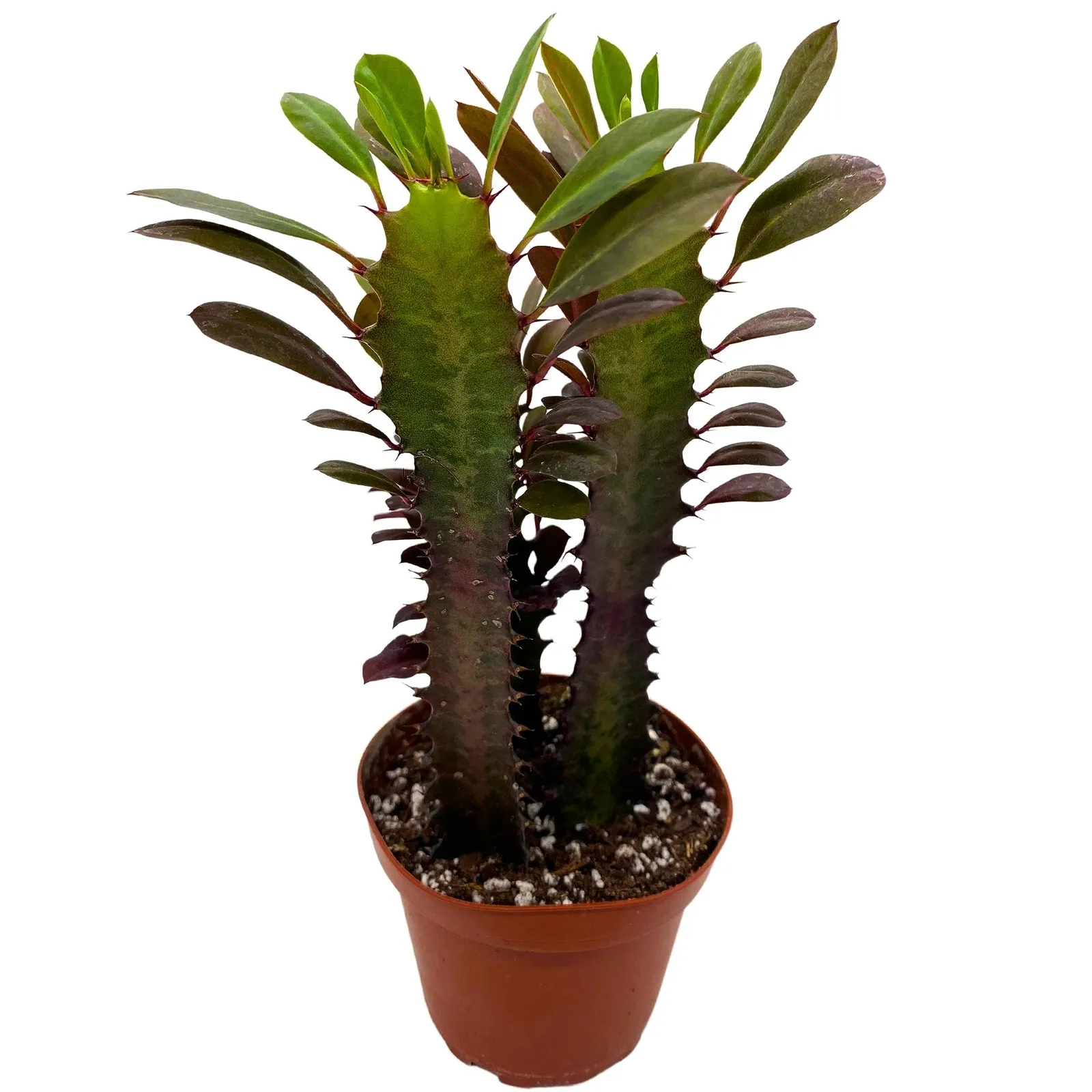 African Milk Tree Euphorbia trigona 4&quot;&quot; in Pot Red Original Color African Mil - £37.16 GBP