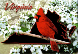 Postcard Picture Cardinal State Bird Dogwood Flower 6 x x4 inches - £3.89 GBP