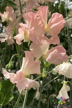 PPA 50+ Heaven Scent Sweet Pea Seeds For Garden Planting - USA  - $7.12