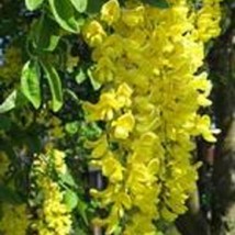 10 Golden Chain Tree Goldenchain Laburnum Anagyroides Yellow Flower Seed... - $14.45