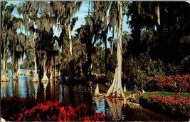 Centuries Old Cypress Trees Cypress Gardens Florida  Vintage Postcard  (D7) - £3.85 GBP