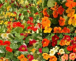 USA Non GMO 100 Seeds Nasturtium Landscaper’S Pack Dwarf Edible Flowers Bulk  - £8.64 GBP