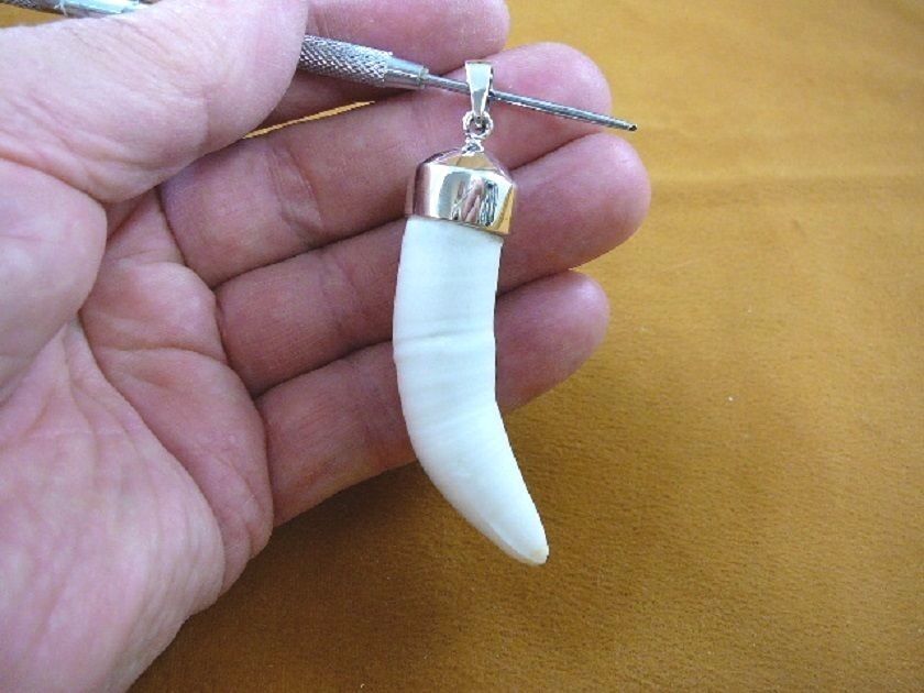 Primary image for (g968-35-16) Big 2-3/4" GATOR Alligator Tooth Teeth SILVER CAP pendant JEWELRY