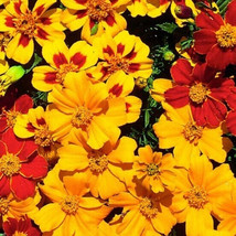 25 Fantasia Mix Marigold Seeds Fresh Seeds USA - $9.96