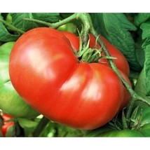 USA SELLER Mortgage Lifter Tomato Seeds Fast Shipping - $9.80