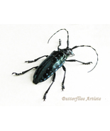 Anoplophora Sollii XL Rare Turquoise Longhorn Beetle Framed Entomology S... - £78.32 GBP