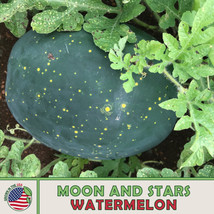 10 seeds Moon and Stars Watermelon Quick Plant Quick Pleasure - $9.95