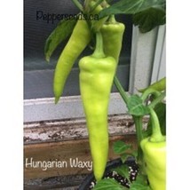 New Fresh 25 Seeeds Hungarian Hot Wax Yellow Seeds Garden Planting Food - $7.00