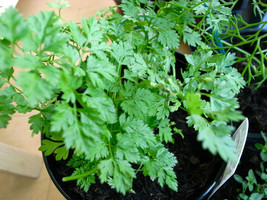 Chervil Seeds 100 Seeds French Parsley Herb Fresh Gardening USA SELLER - $11.67