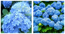 3&quot; Pot - Nikko Blue Mophead Bush - 6-10&quot; Tall Live Plant - Hydrangea macrophylla - £58.27 GBP