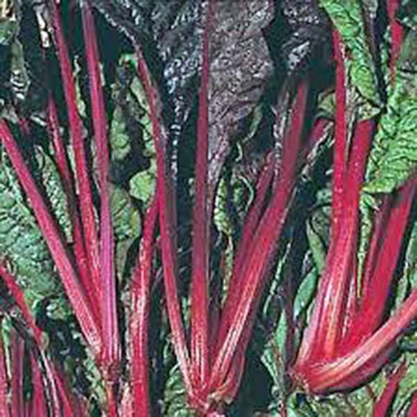 SWISS CHARD SEED, SWISS CHARD, RUBY RED, HEIRLOOM, ORGANIC 500 SEEDS, NON GMO
