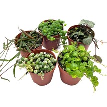 Succulent Strings Set, Variegated String of Pearls, Turtles, Hearts, and More, P - £37.19 GBP