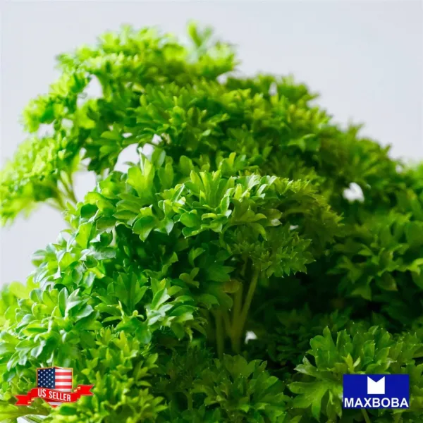 2800+ Parsley Seeds Triple Moss Curled Non Gm Heirloom Fresh Garden Beautiful - £7.32 GBP